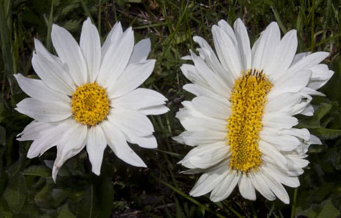 A fasciated mule's ear flower (CC BY 3.0 Perduejn via Wikimedia Commons)